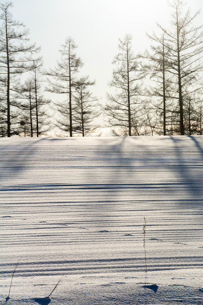 森林的阴影和雪地上的野生动物脚印