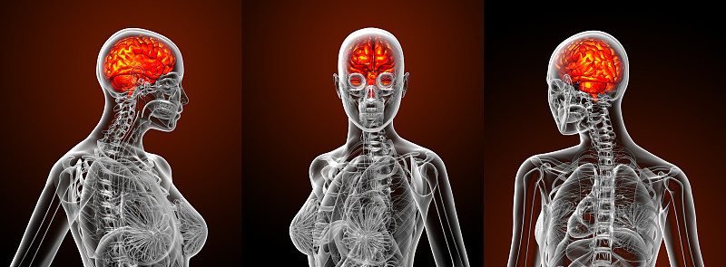 人类大脑的3d渲染医学插图