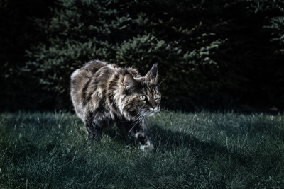 缅因猫晚上捕猎。夜晚的肖像猫潜行在草地在夜间花园。前视图，月光，半黑暗，黑暗背景