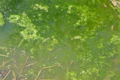 藻类覆盖水面背景