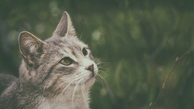 一个可爱的家猫的肖像