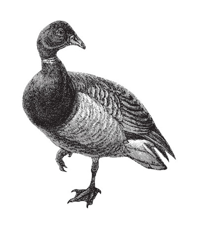 Brant Goose (Branta bernicla) -复古雕刻插图