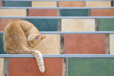 橙色猫虎斑猫舔梳妆楼梯