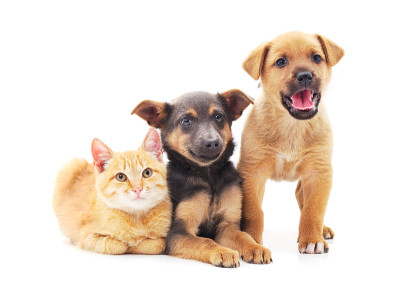 两只狗和一只猫。