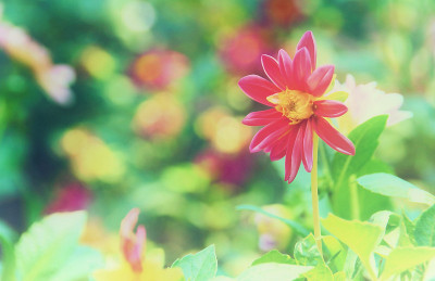 花