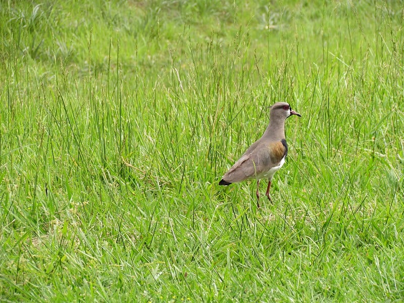 阿比比-多-南(Teruteru或Quero-quero - Vanellus chilensis)