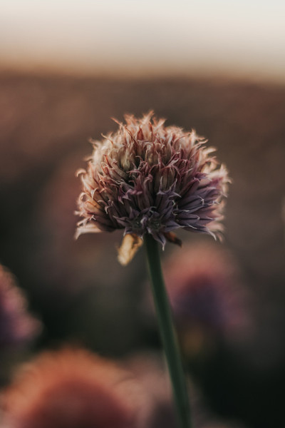 细香葱花