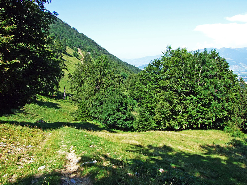 阿尔卑斯山脉和莱茵河流域山坡上的树木和混交林