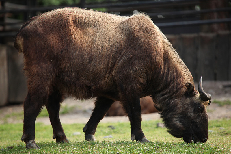 Takin (Budorcas taxicolor)