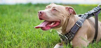 纯种雌性斗牛犬