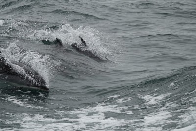 白喙海豚(Lagenorhynchus albirostris)在船的尾流冲浪