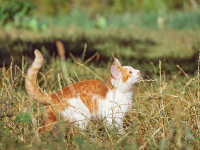 草丛里的小猫。