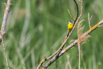 西部黄Wagtail(莫塔西拉黄)