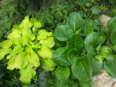 植物和花卉，花坛在公园和乡村，花园和园艺，夏天是如火如荼