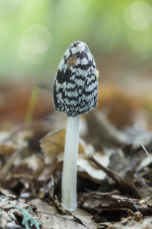 Coprinus picaceus