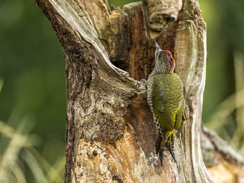 幼欧洲绿啄木鸟(Picus viridis)