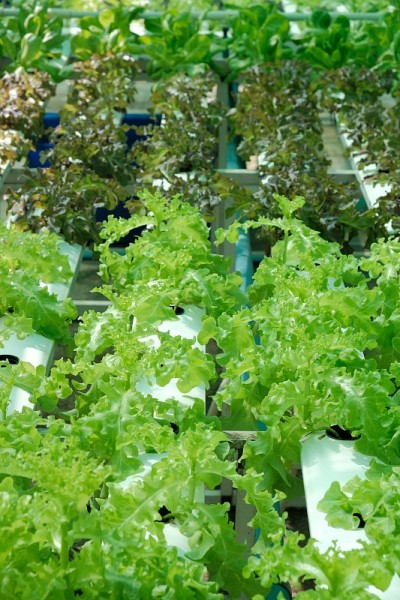 种植绿橡和红橡，种植蔬菜不土壤，使用水培系统代替土壤