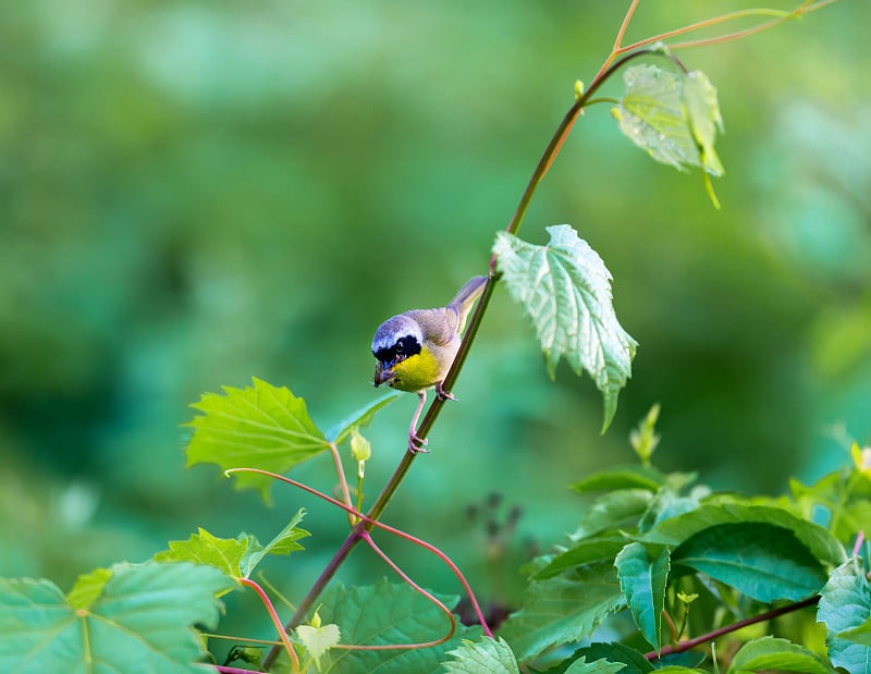 常见的Yellowthroat。