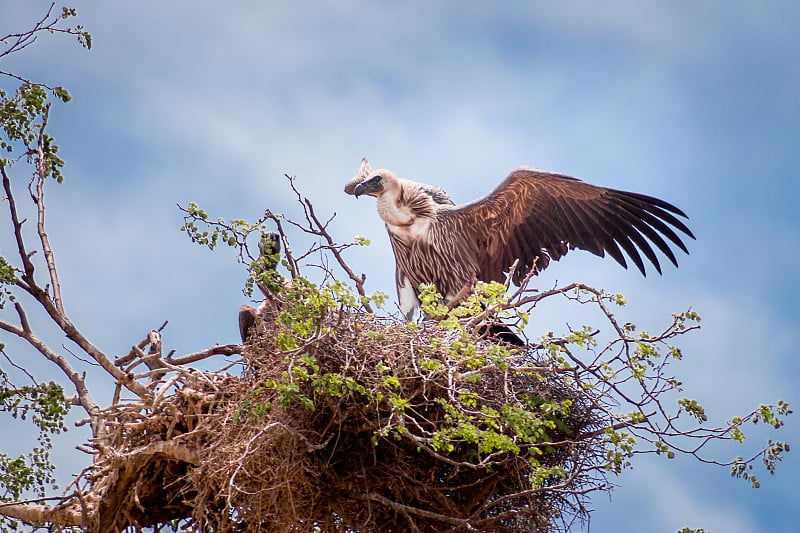 南非克鲁格国家公园，Cape Vulture (Gyps coprores)白天在树上筑巢时伸展翅膀