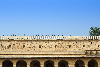 斋浦尔Chand Baori Stepwell的小鸟
