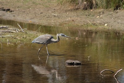 Blue Heron