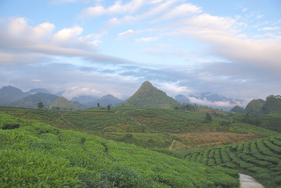 茂洲的绿茶梯田
