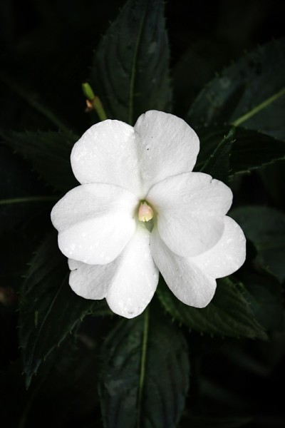 粉状花粉状结构的白花