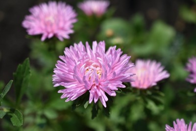 紫菀五彩花微距照片