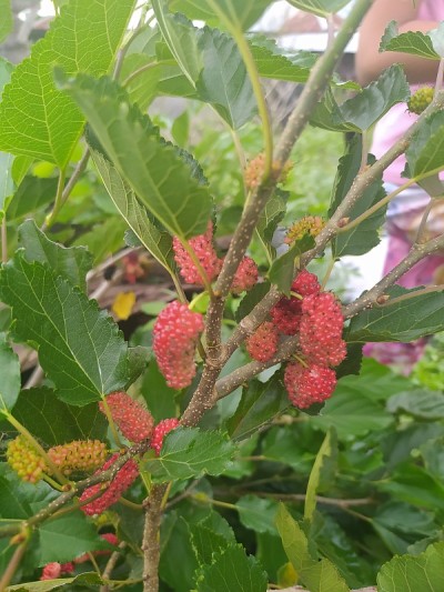 桑树(Morus alba L.)生