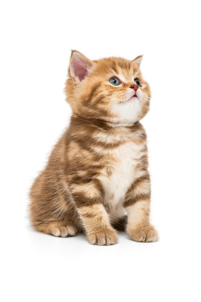 小条纹小猫抬头看