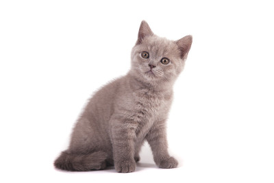 英国小小猫