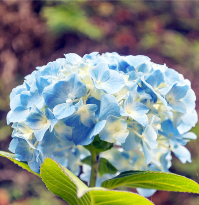 花园里的花