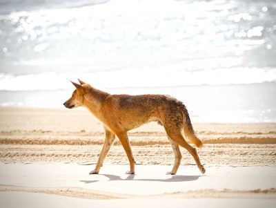 澳大利亚Dingo