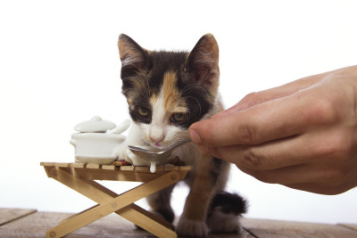 猫喝牛奶