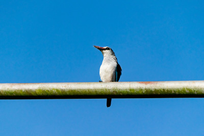 乌干达恩德培林地翠鸟(Halcyon senegalensis)栖息在一根金属柱上，嘴里叼着一只老虎