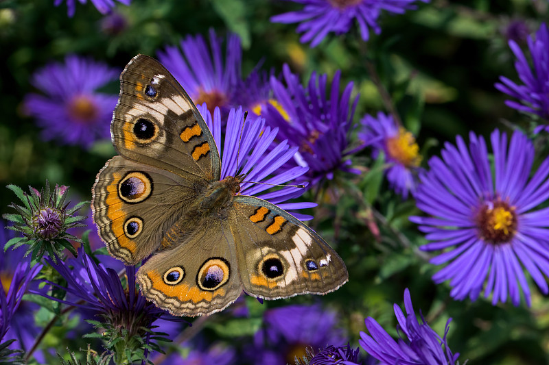 Junonia coenia，被称为普通七叶树或新英格兰紫菀七叶树。