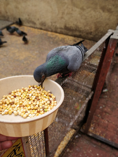 鸽子喂食