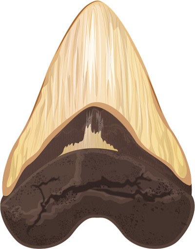 Megalodon牙