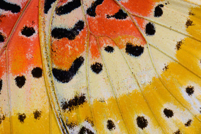 花斑蝶(Cethosia cyane)
