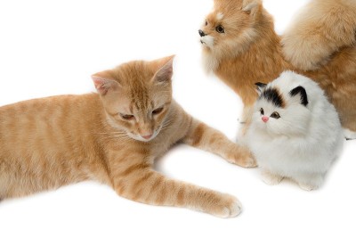 猫可爱美丽的白色背景