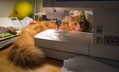 可爱的红色缅因猫