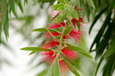 Calliandra haematocephala