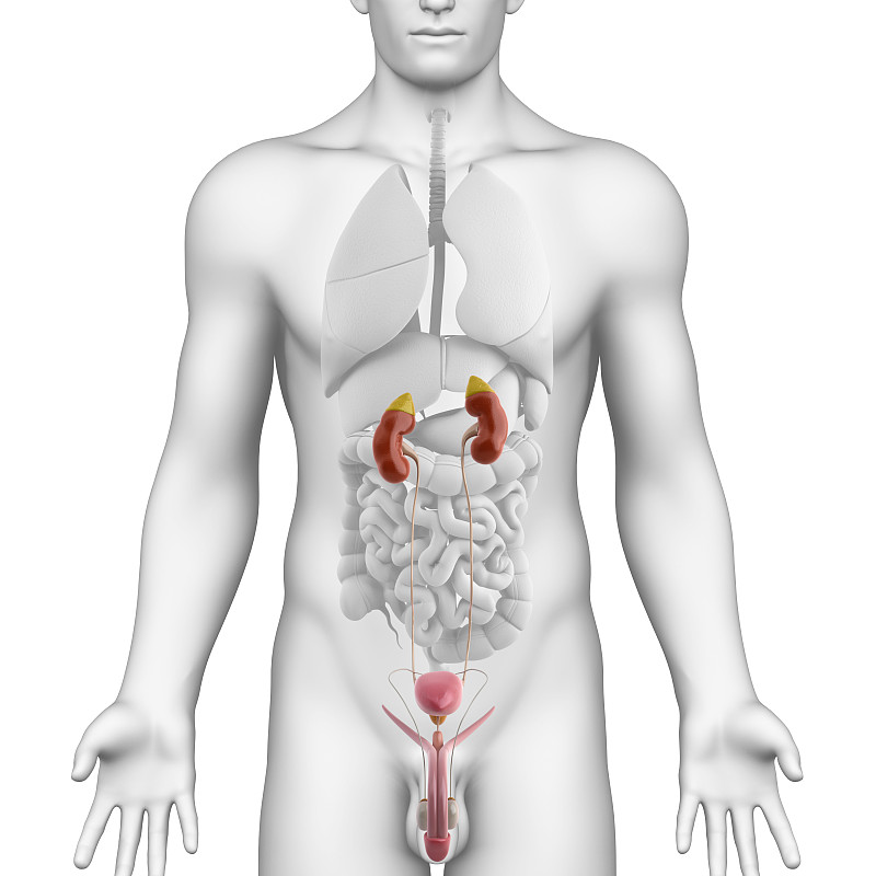 男性泌尿系统
