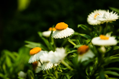 花盛开