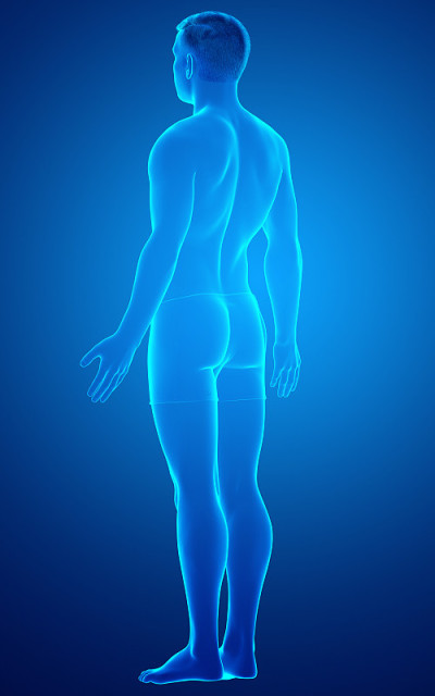 男性身体的3d渲染图