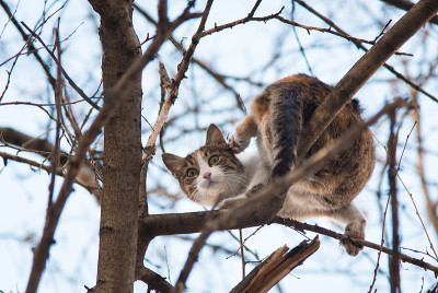 树上的猫