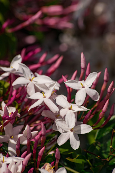 茉莉花