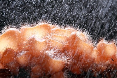 热带雨林中的蘑菇菌类