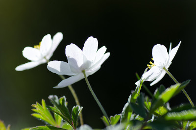春花特写