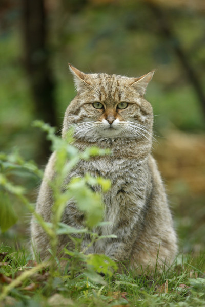 苏格兰野猫，野猫